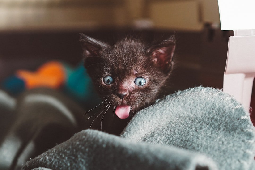 kitten veterinary carrier