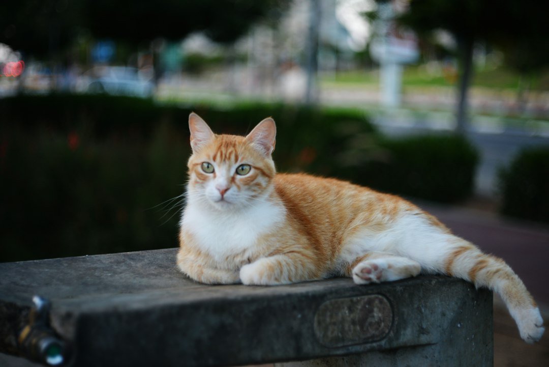 cat resting chest