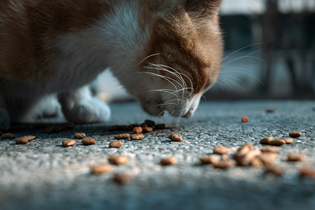cat eating healthy treats