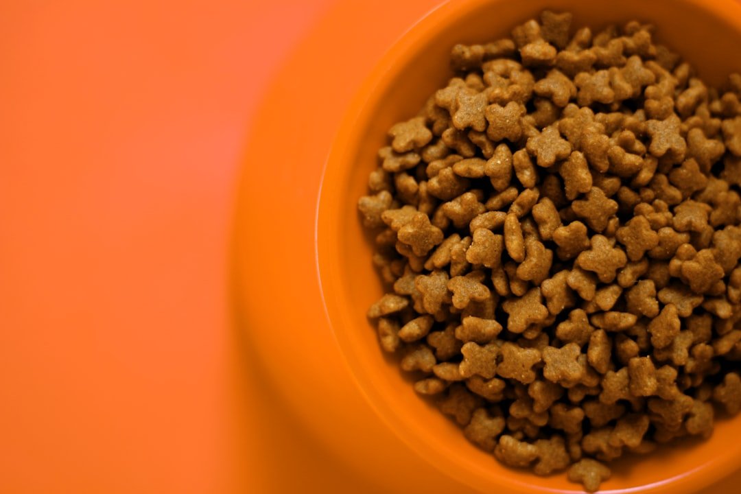 senior cat food bowl
