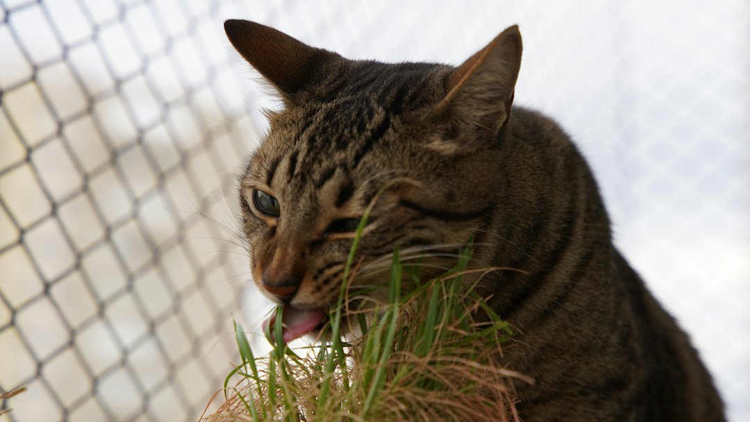 cat digestive health home care