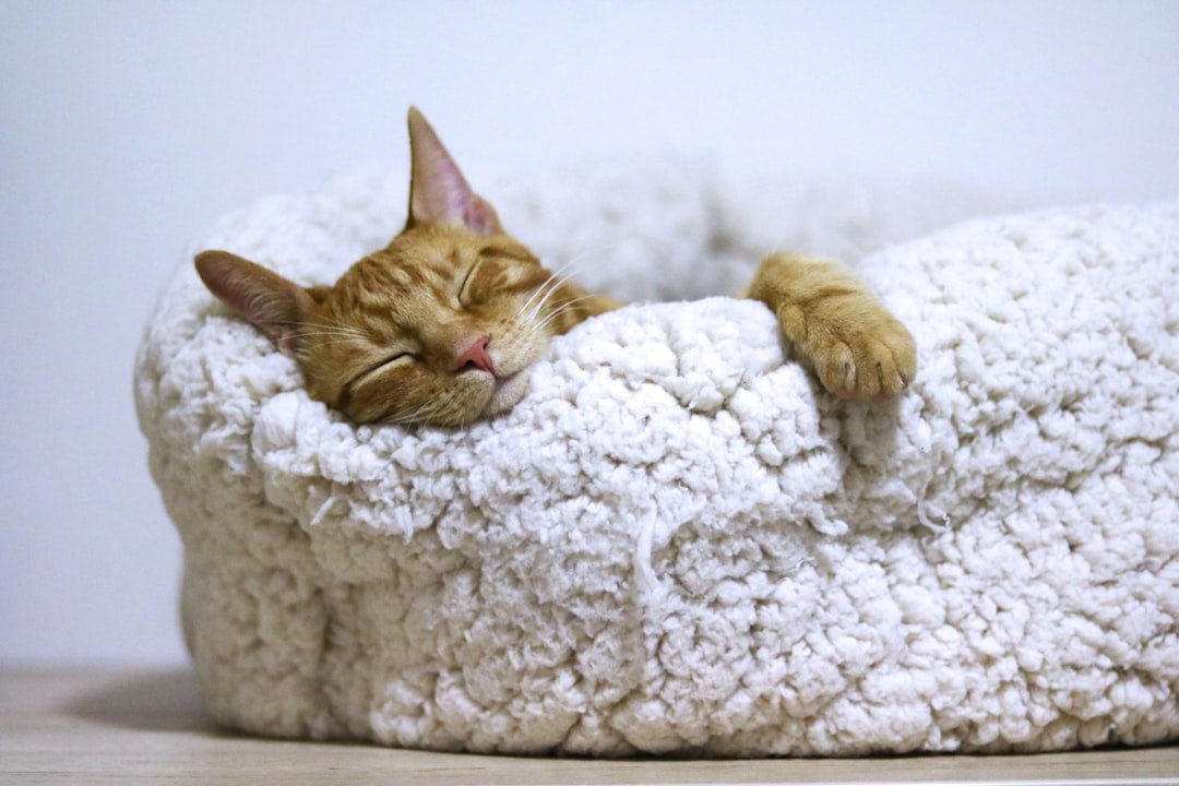 cat sleeping cozy bed
