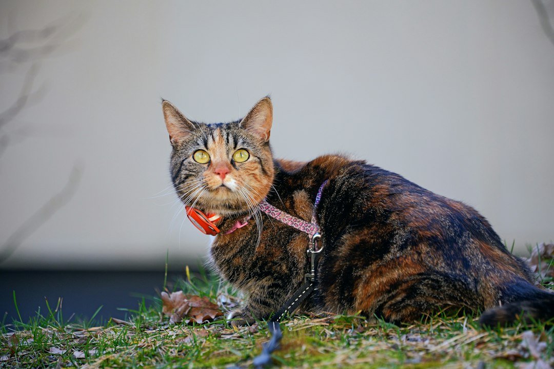 cat with GPS collar outdoors