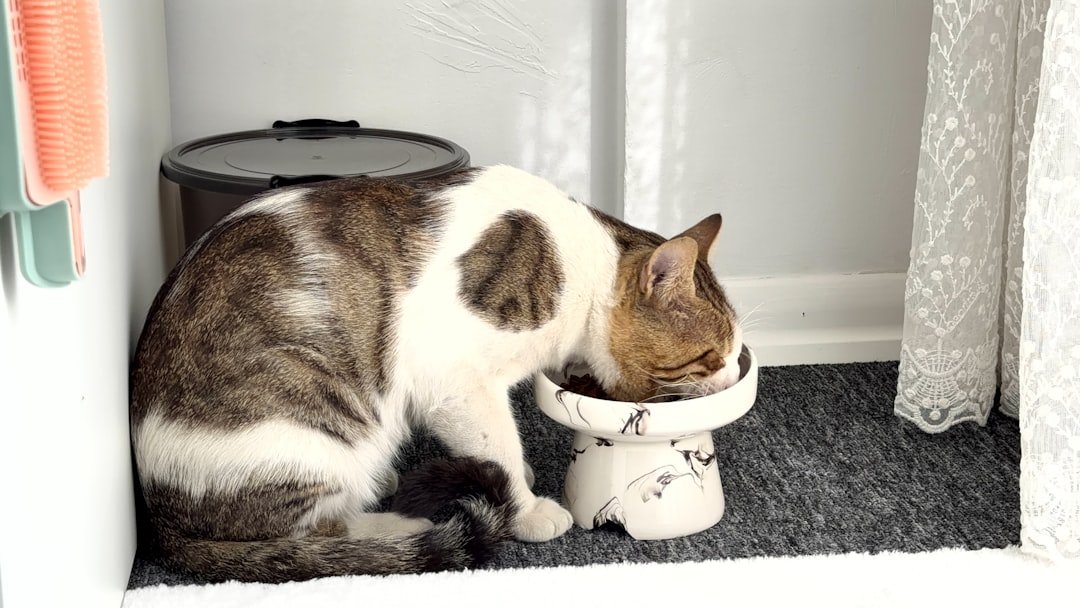 cat eating wet food bowl