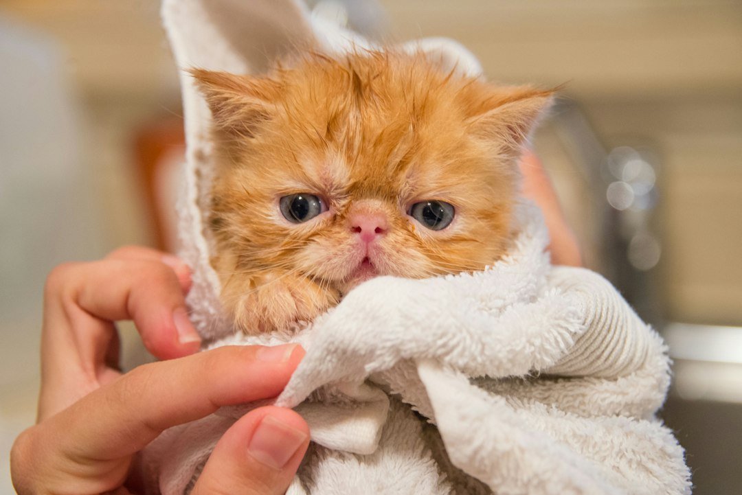 cat bathing grooming supplies