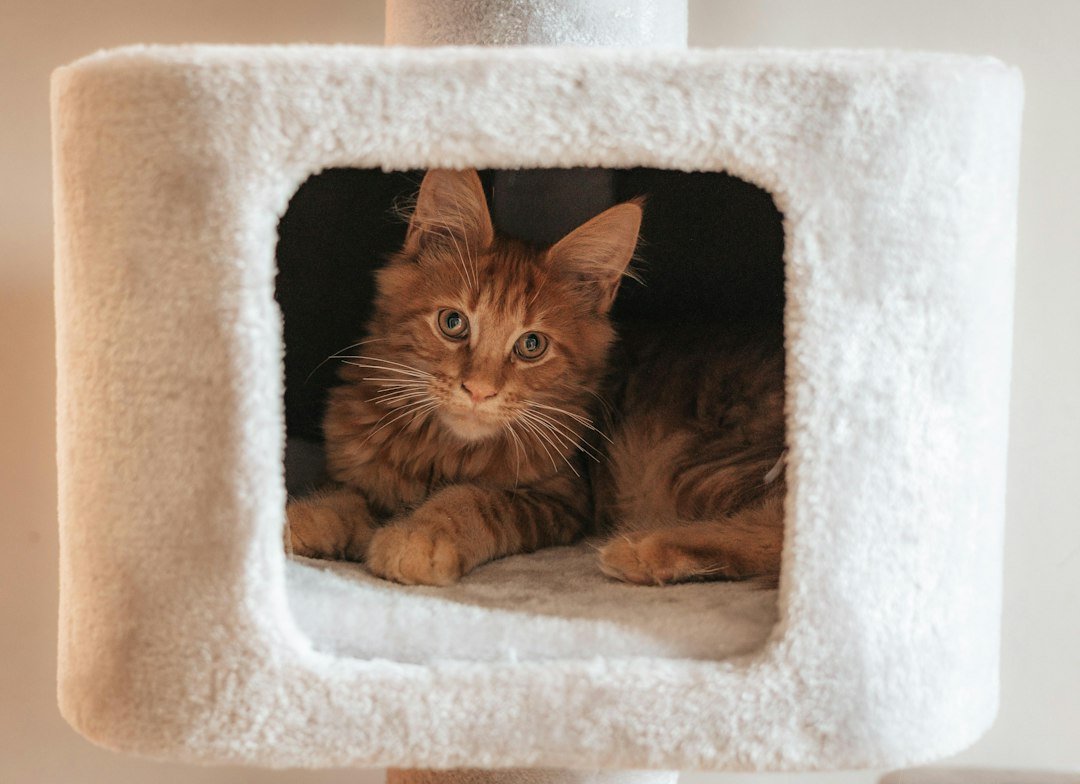 kitten supplies checklist items