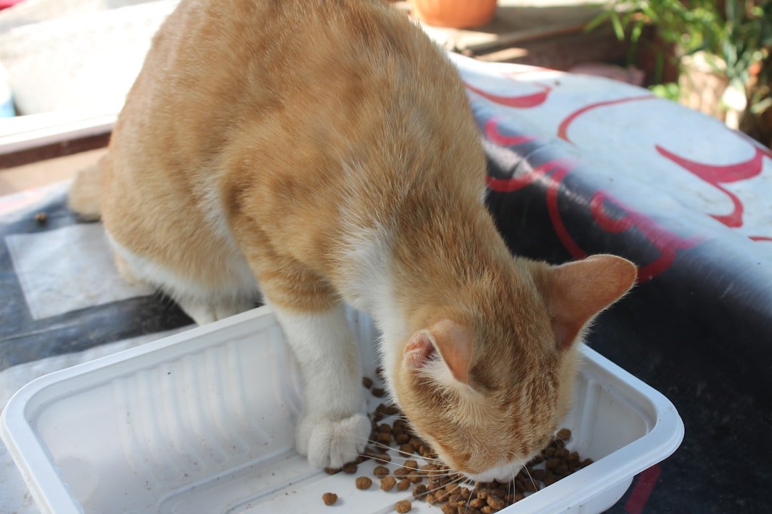 wet cat food pouches cans