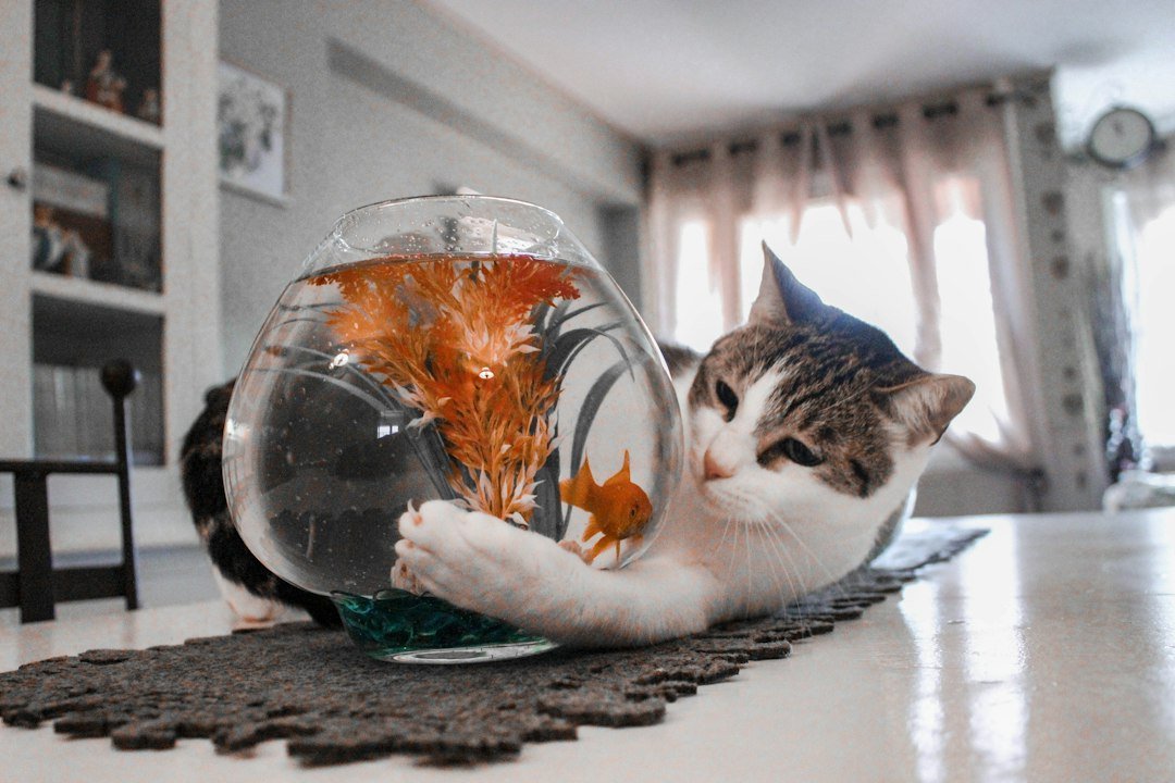 cat eating fish bowl