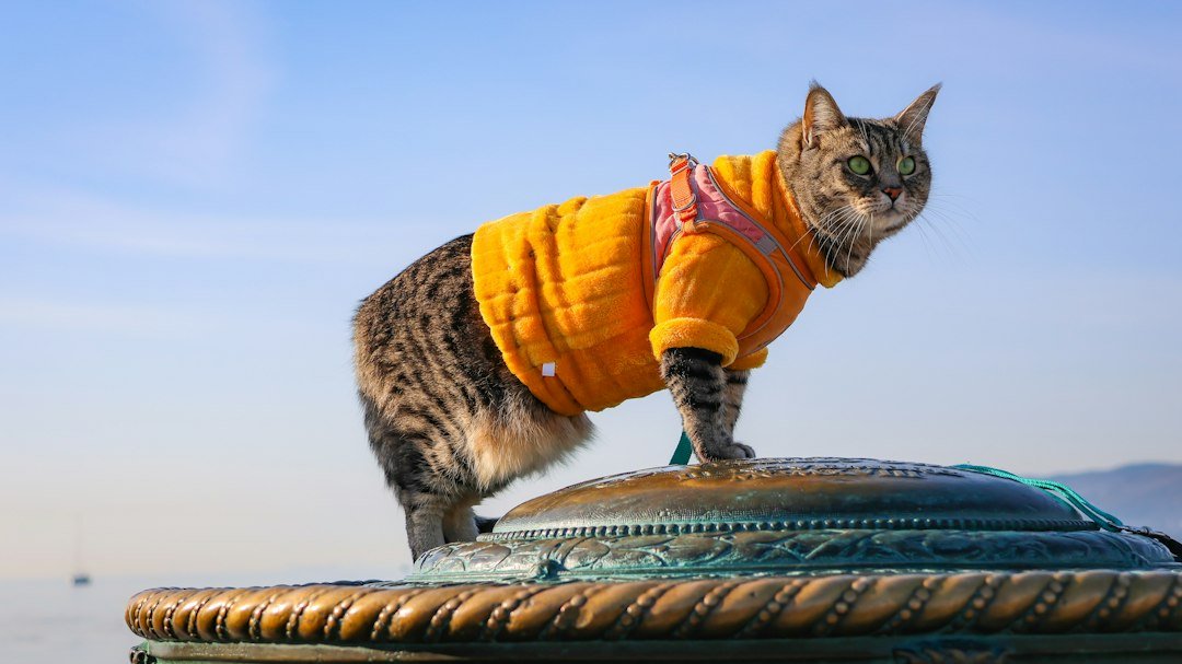 cat life jacket