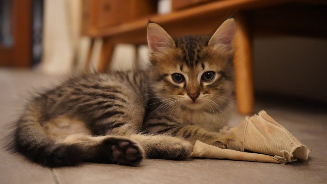 kitten playing with toys indoors