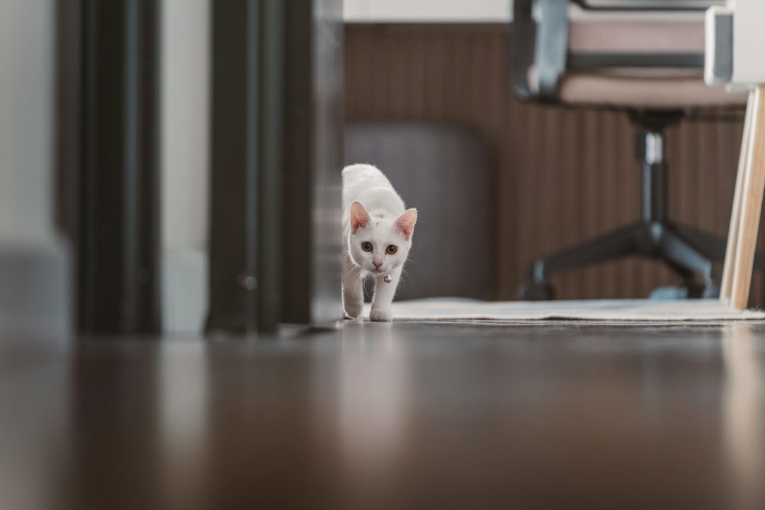cat running on wooden floor