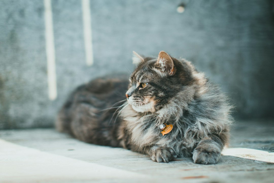 long haired cat food