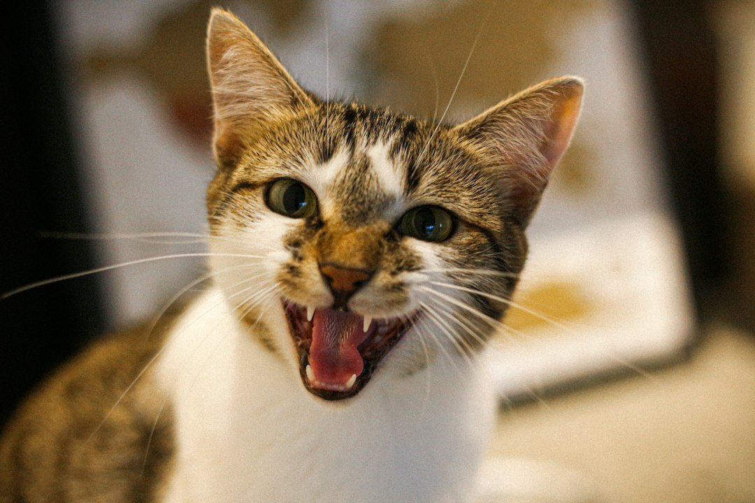 cat mouth open veterinary examination