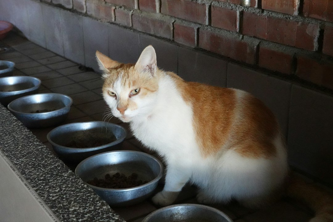 cat food bowls different ages