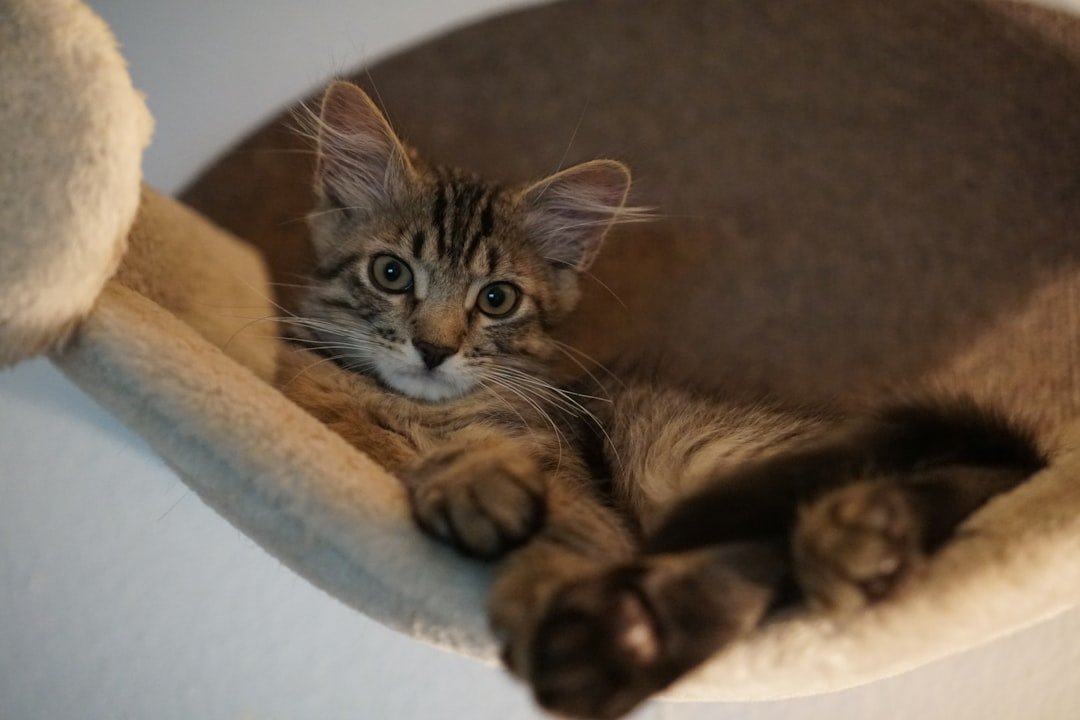 cat tree hammock indoor