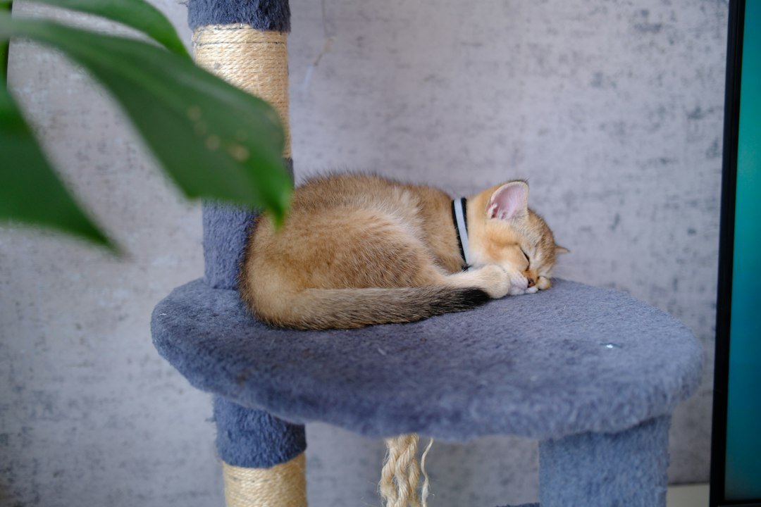 sisal cat tree