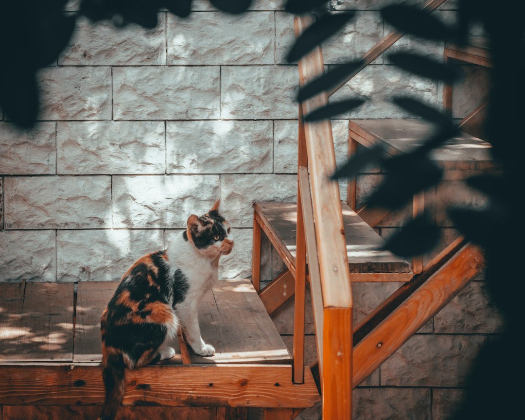 wooden pet ramp stairs