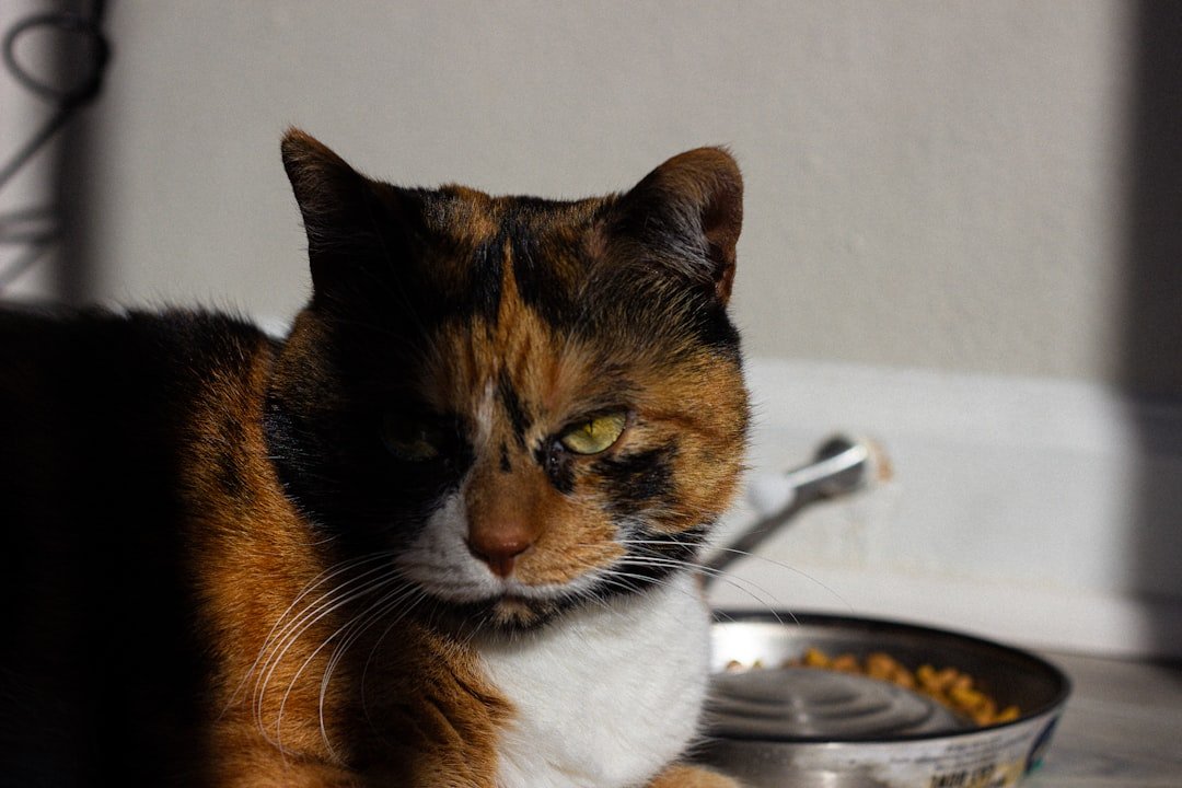 cat food bowl