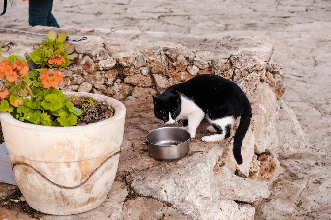 cat eating food bowl