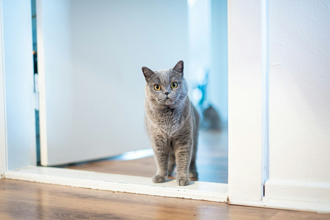 microchip cat door