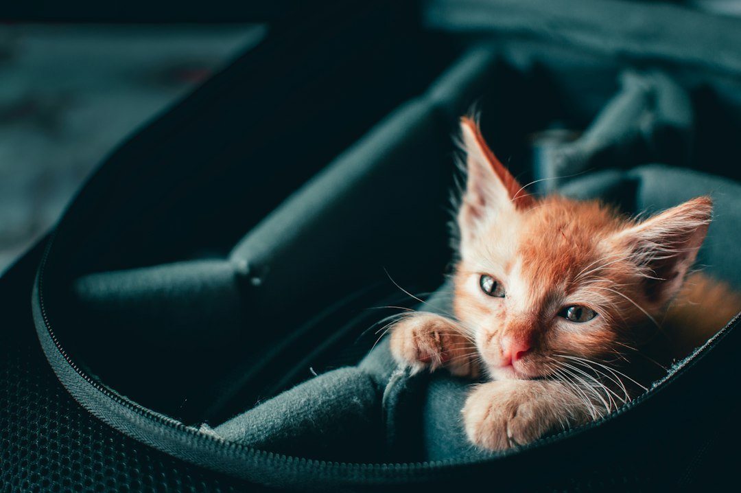 cat carrier car travel