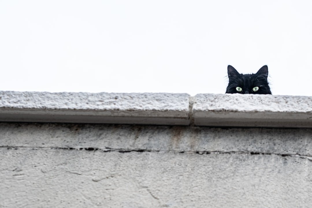 cat staring wall