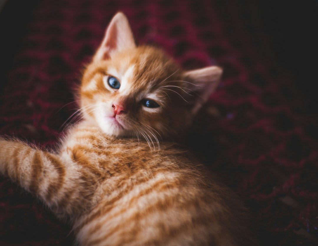 kitten training positive reinforcement