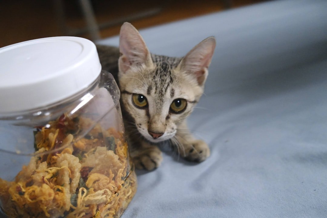 freeze dried cat treats