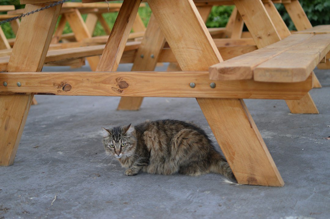 cat hiding under furniture