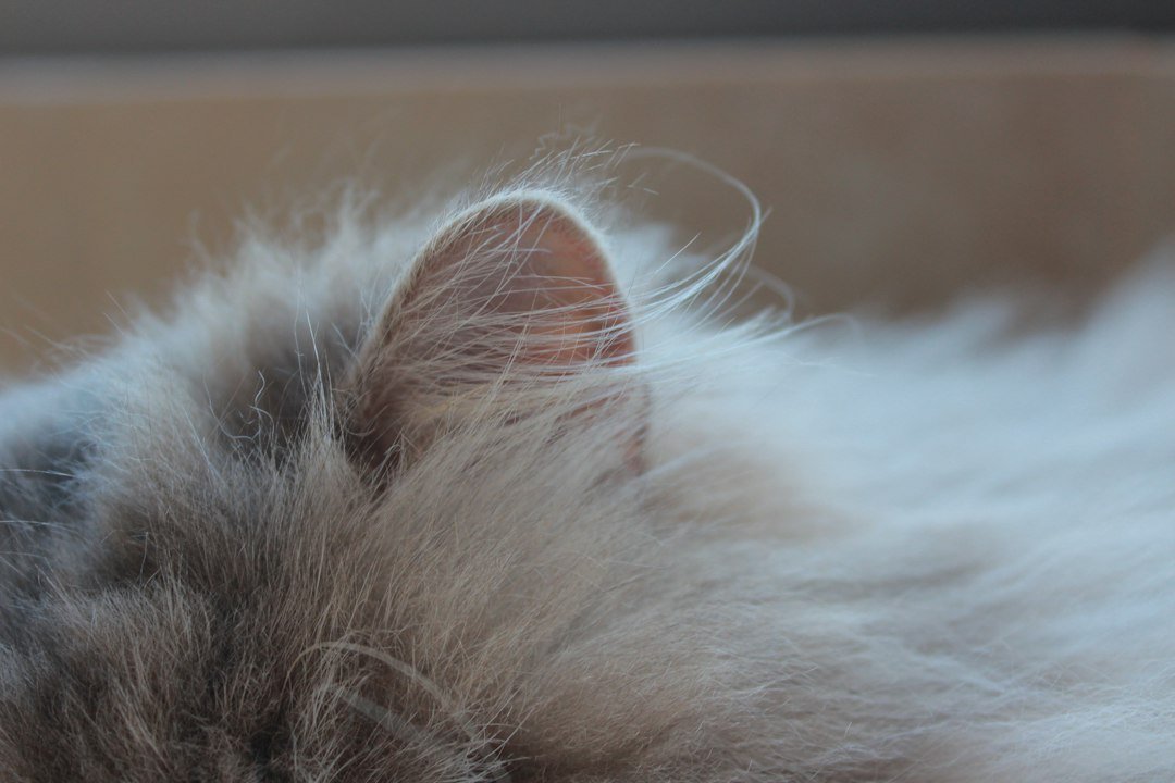 cat ear cleaning treatment