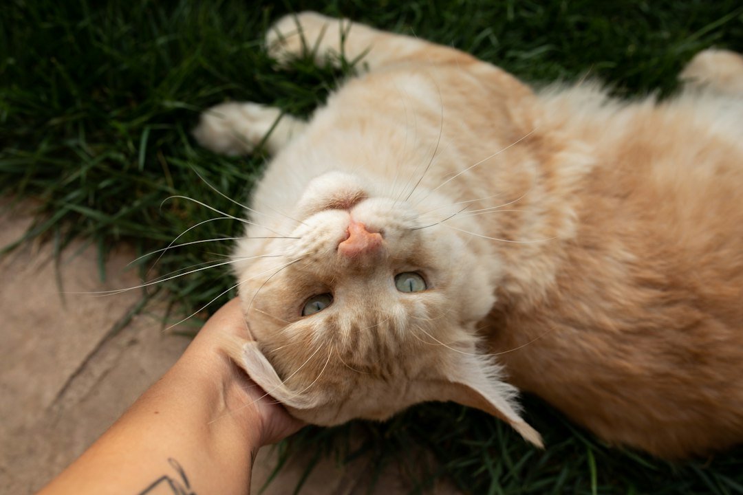 anxious cat clinging to owner
