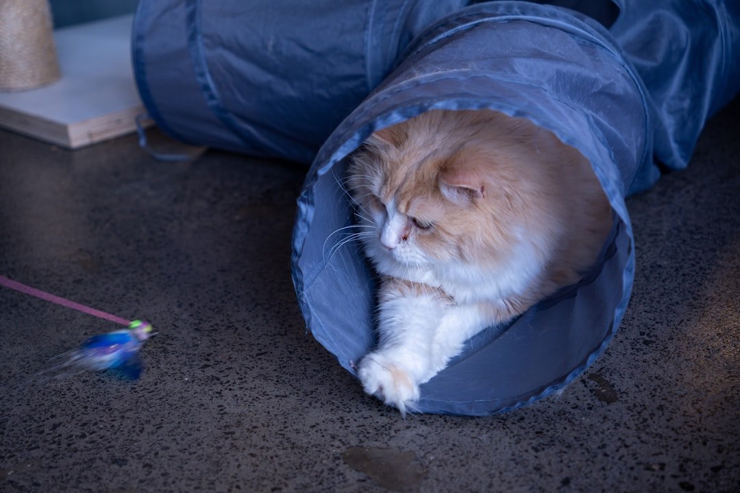 cat fabric tunnel