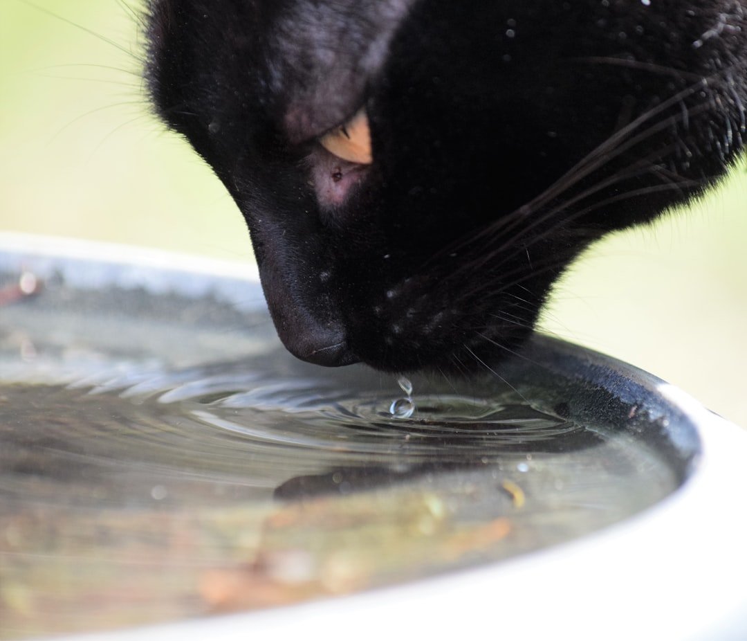 cat water fountain automatic pet