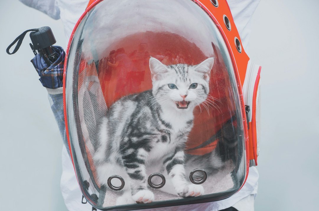 cat travel carrier