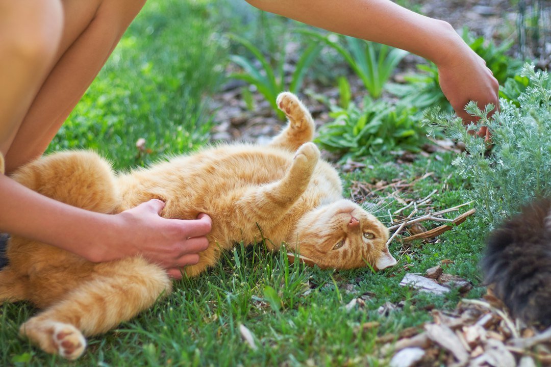 cat belly grooming