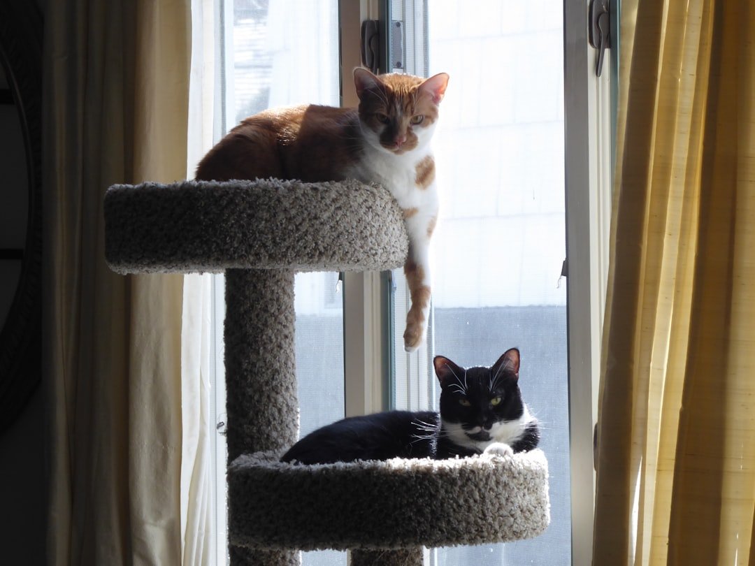 two cats together indoors
