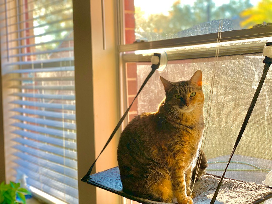 cat sitting window hammock
