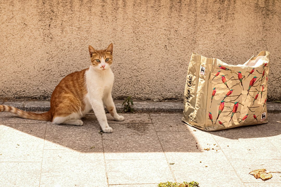cat grocery bag