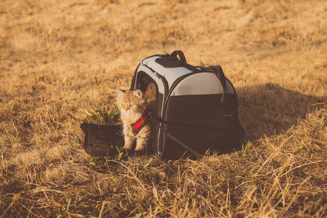 cat travel carrier