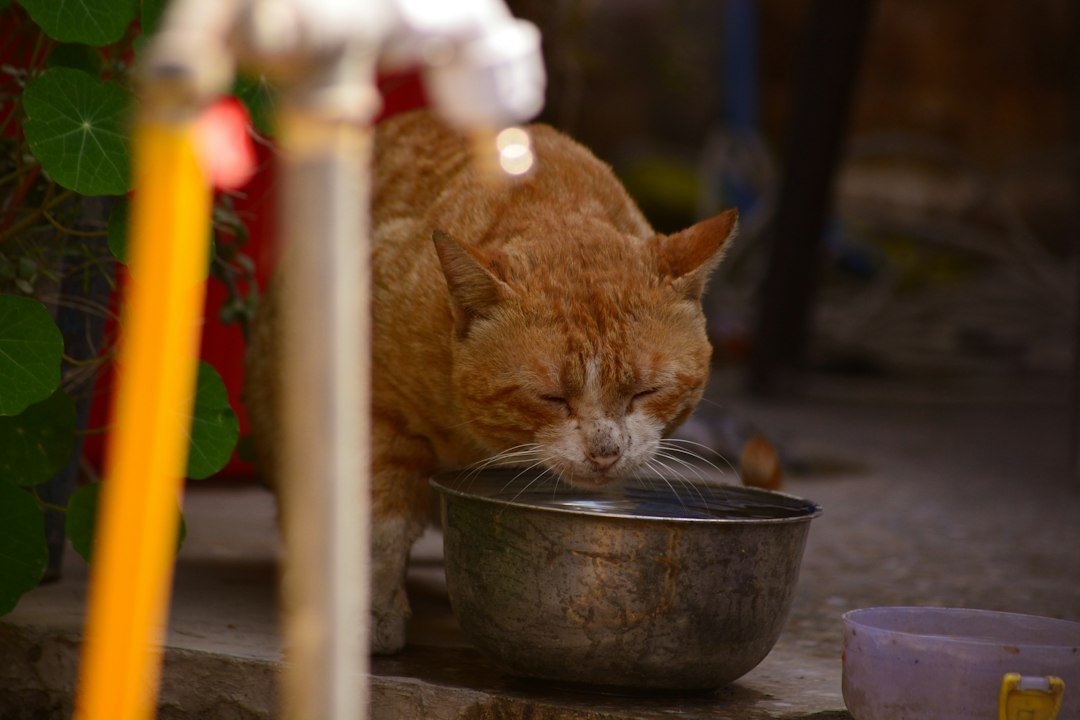 cat eating from bowl