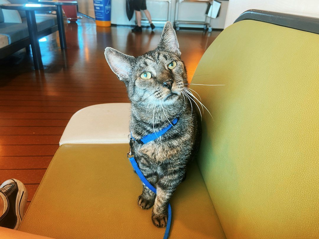 cat harness leash