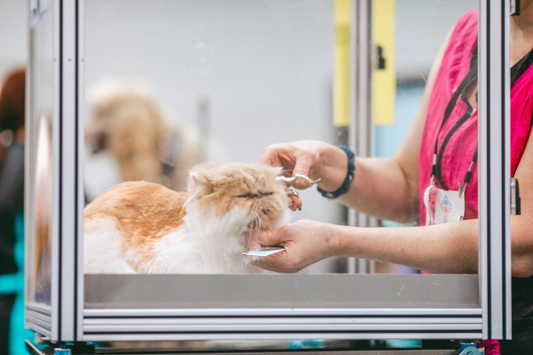 cordless pet grooming clippers cat