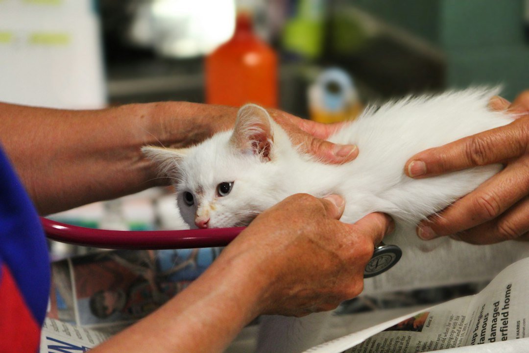 cat veterinary examination