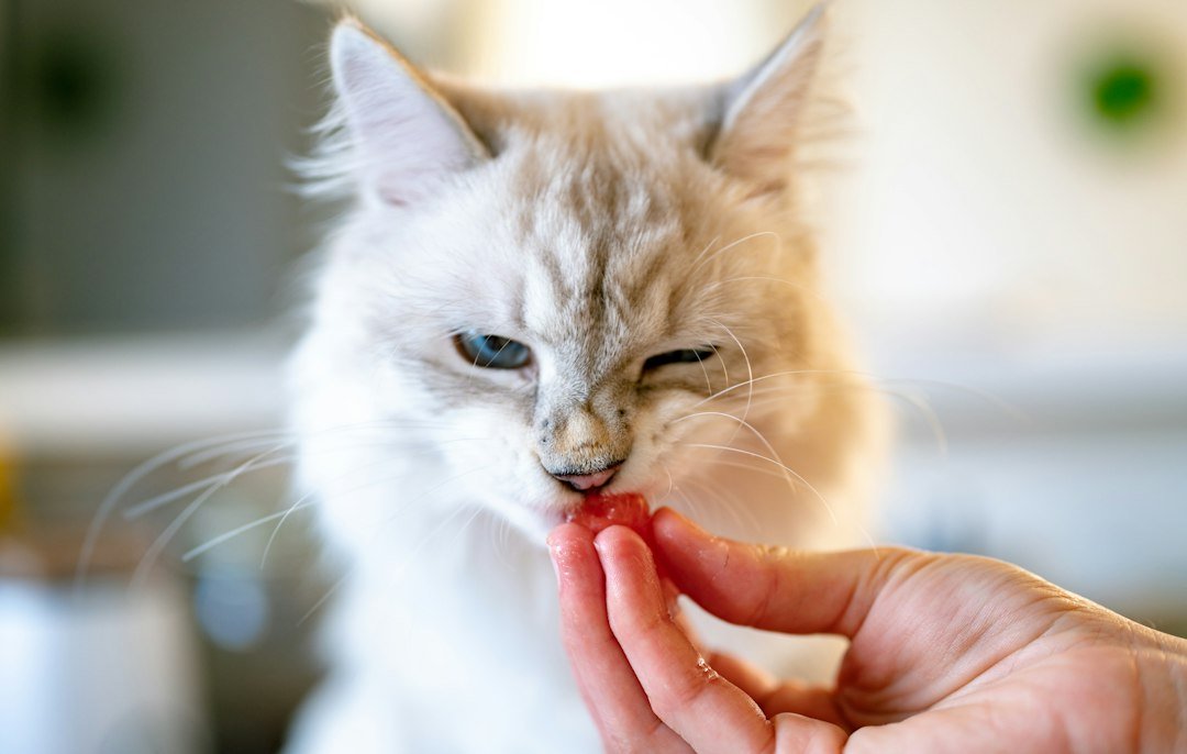 freeze dried cat treats