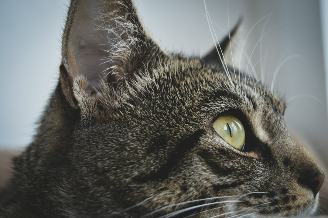 cat ear closeup