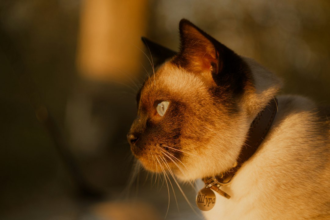 cat wearing bell collar outdoors
