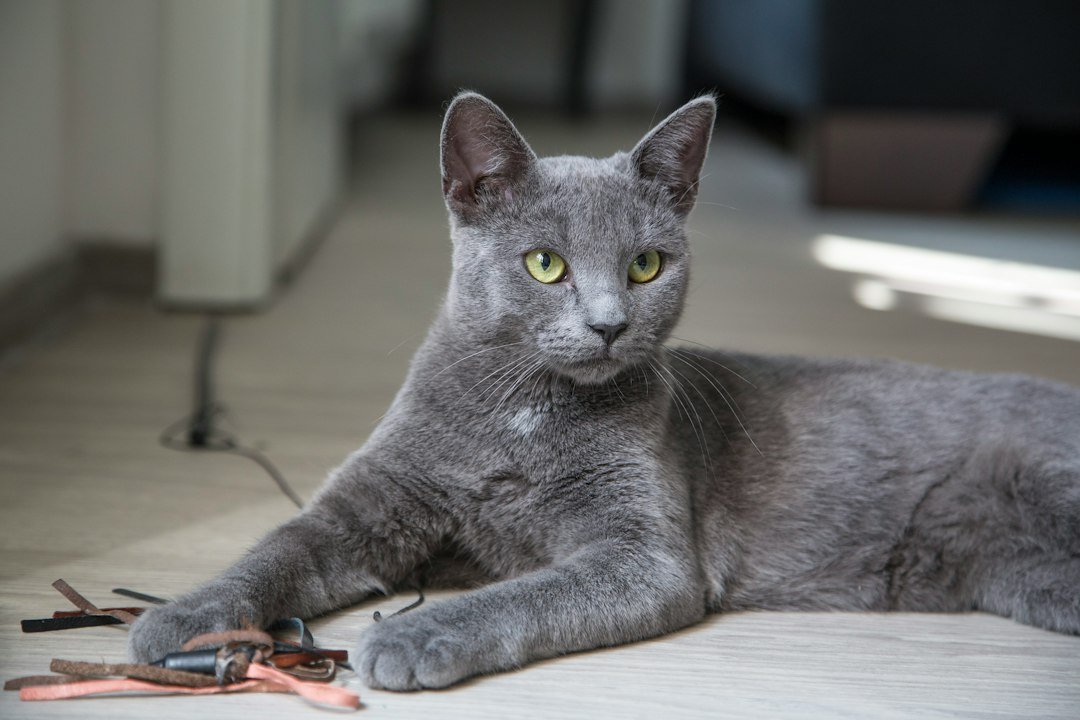 cat chewing cable