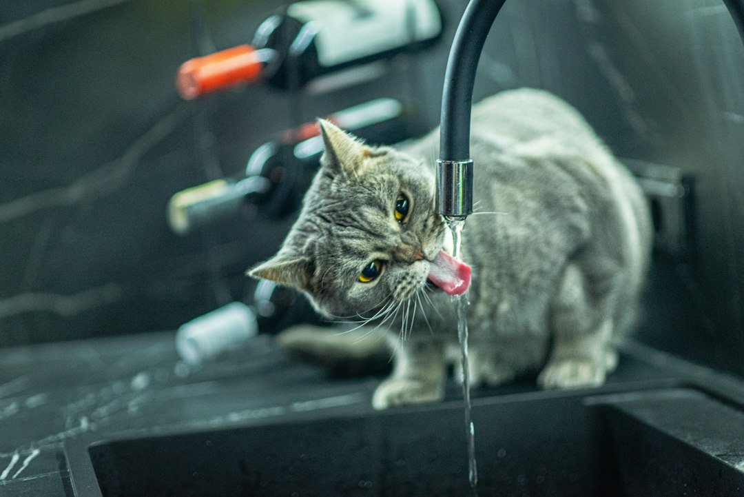 cat drinking faucet