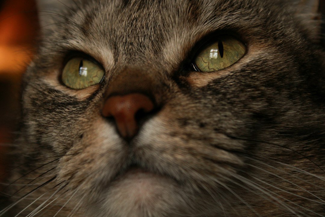 cat eye closeup