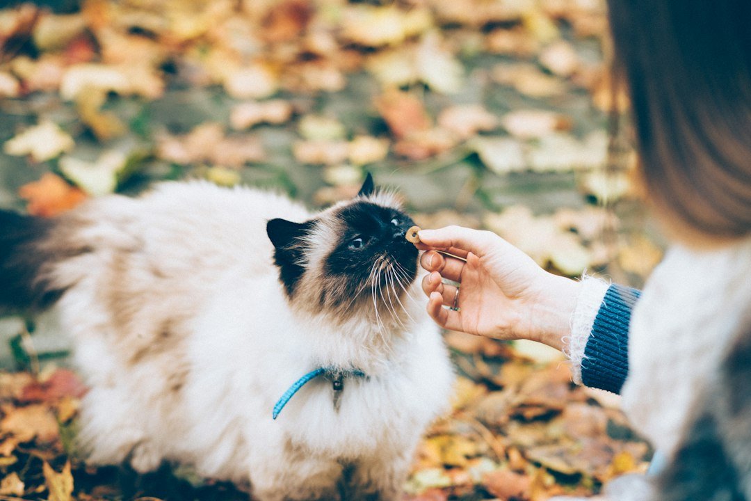 cat training treats